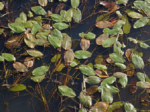 Waterplantenoverlast fonteinkruid