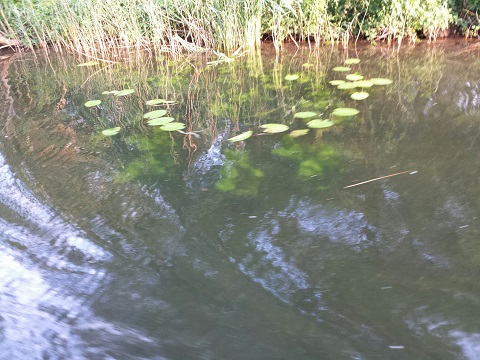Bijzonder tochtje Prachtig helder water op de Spiegelplas 480