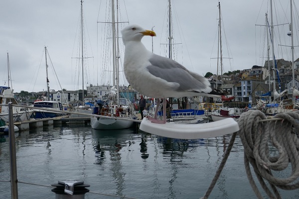 Ook tijdens de lunch in Falmouth krijg ik ongewenst bezoekjpg